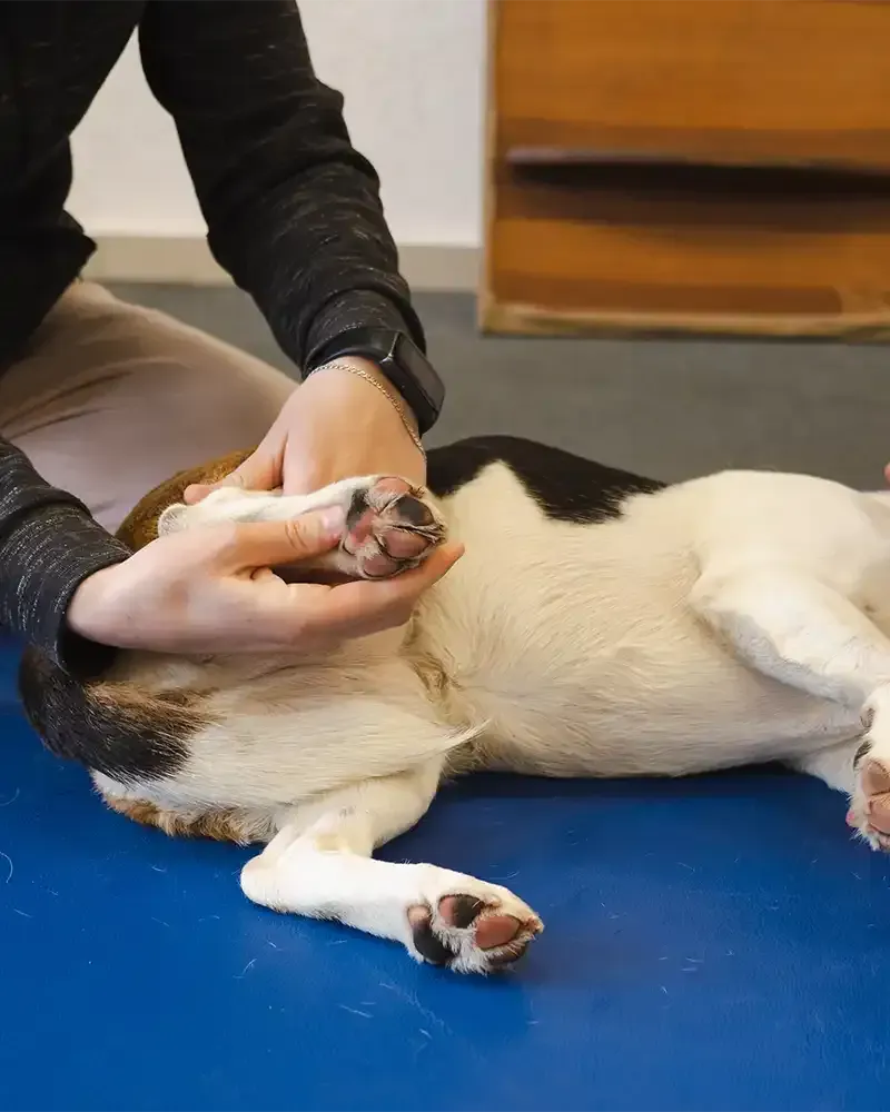 A happy, fluffy dog sitting on a clean wood floor