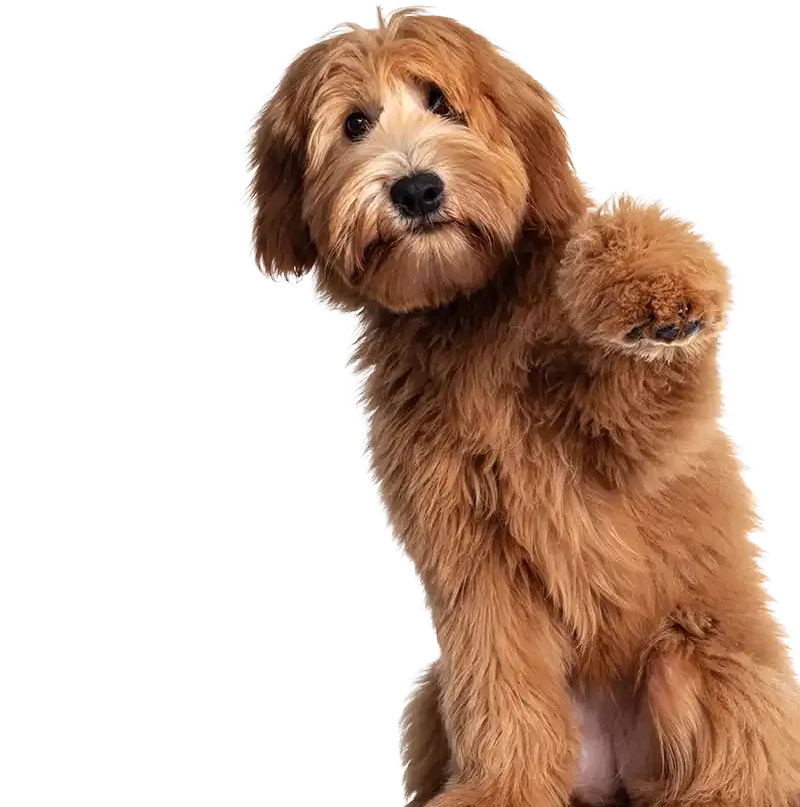 A dog holding up a paw