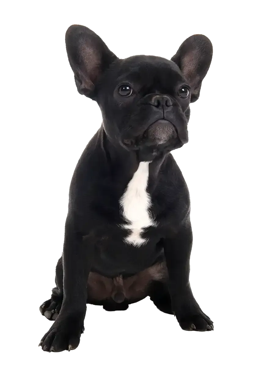 A black french bulldog
