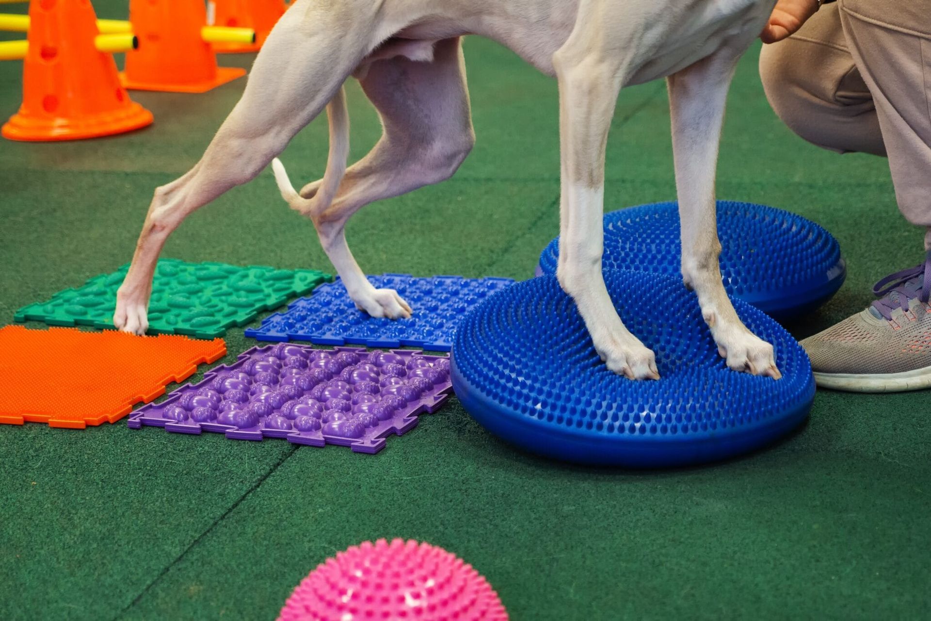 Dog Receiving Physical Therapy