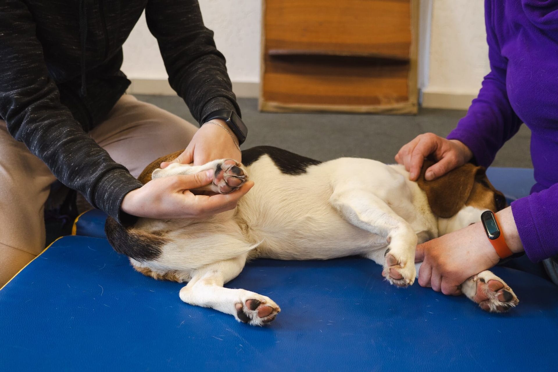 Dog receiving physical therapy