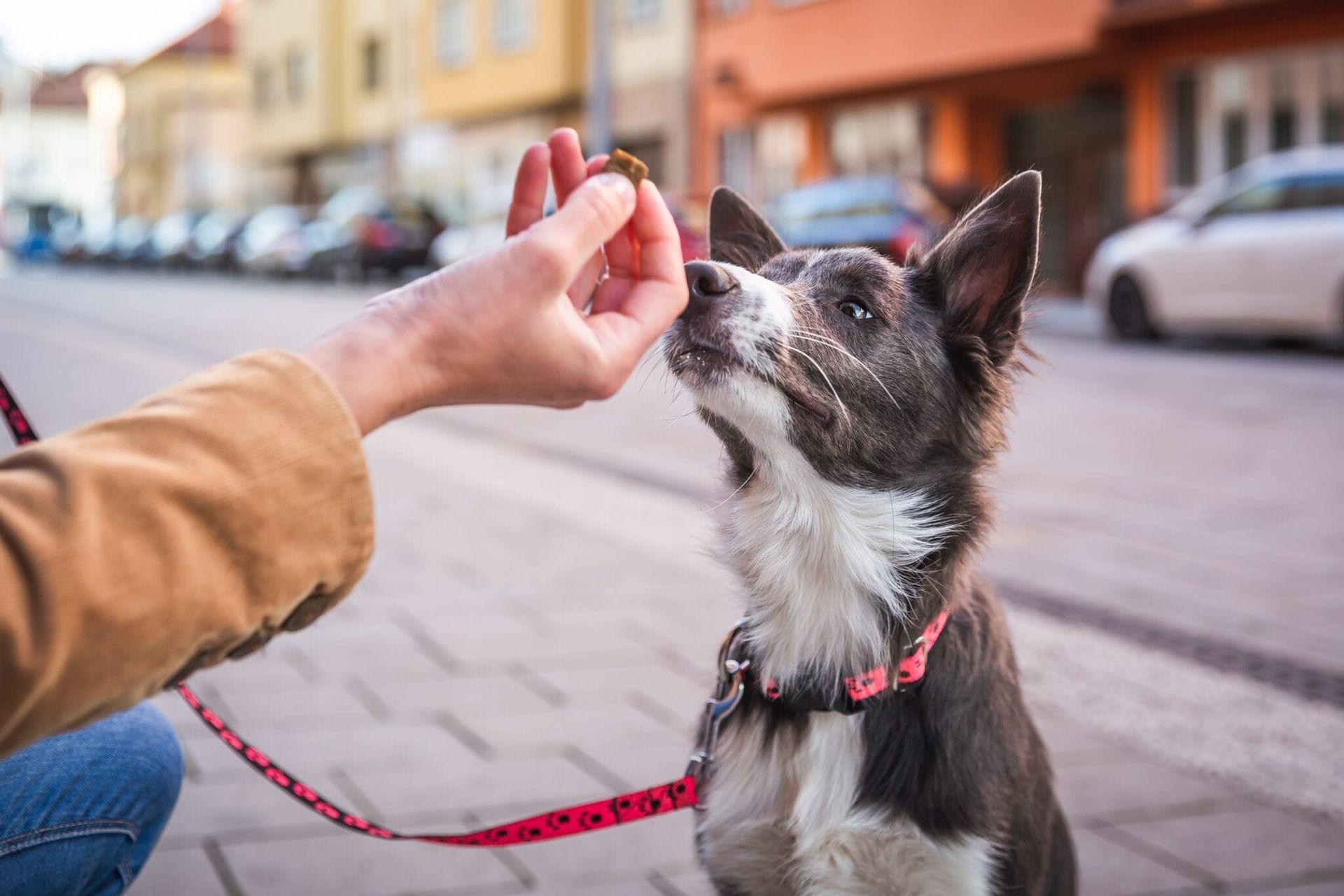 Dog Waiting for Training Treat
