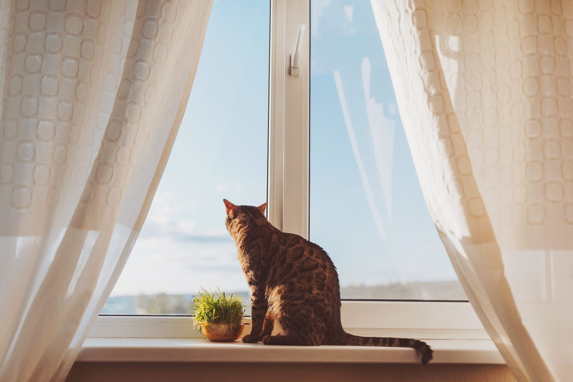 Cat staring out window