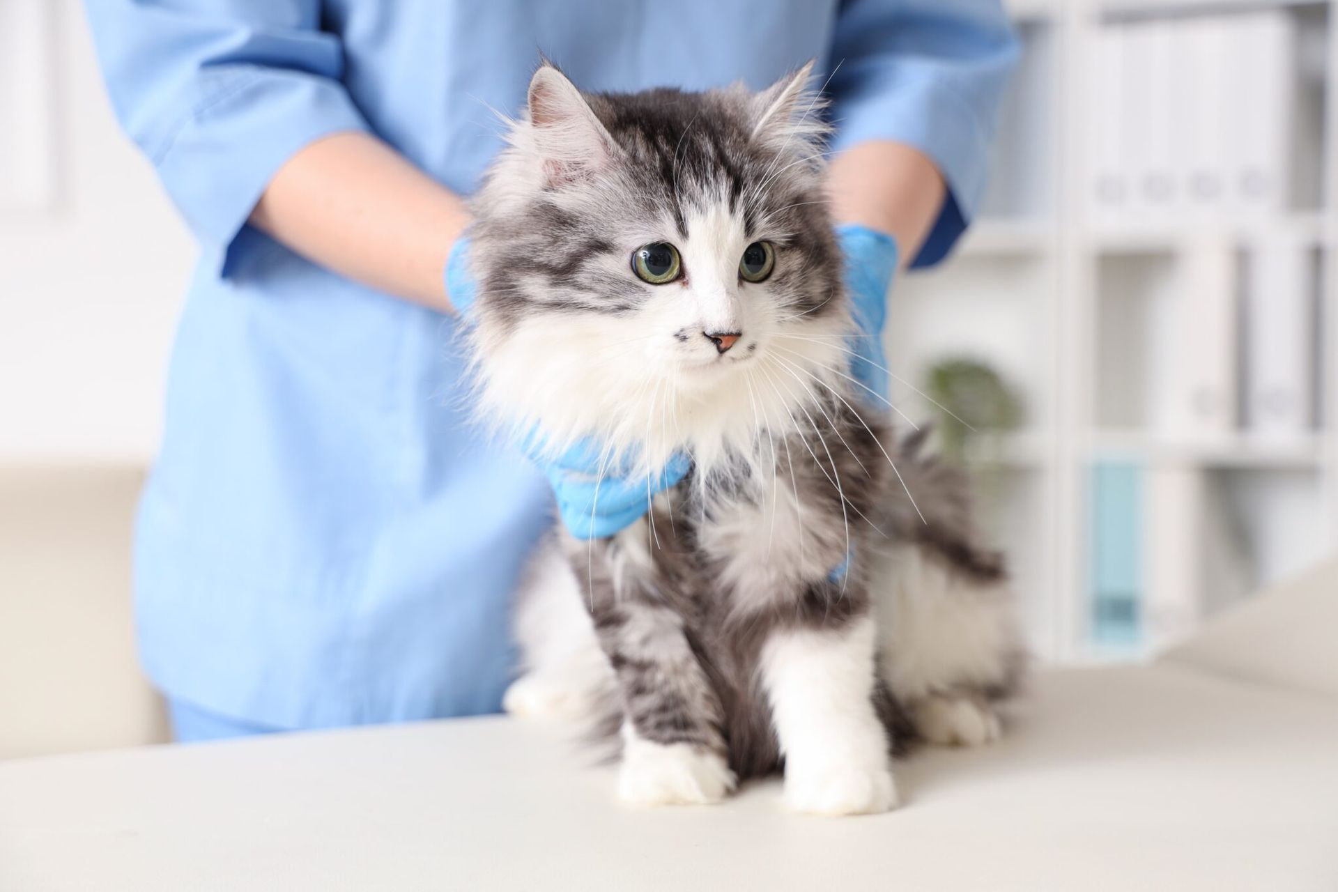 Cat at Vet
