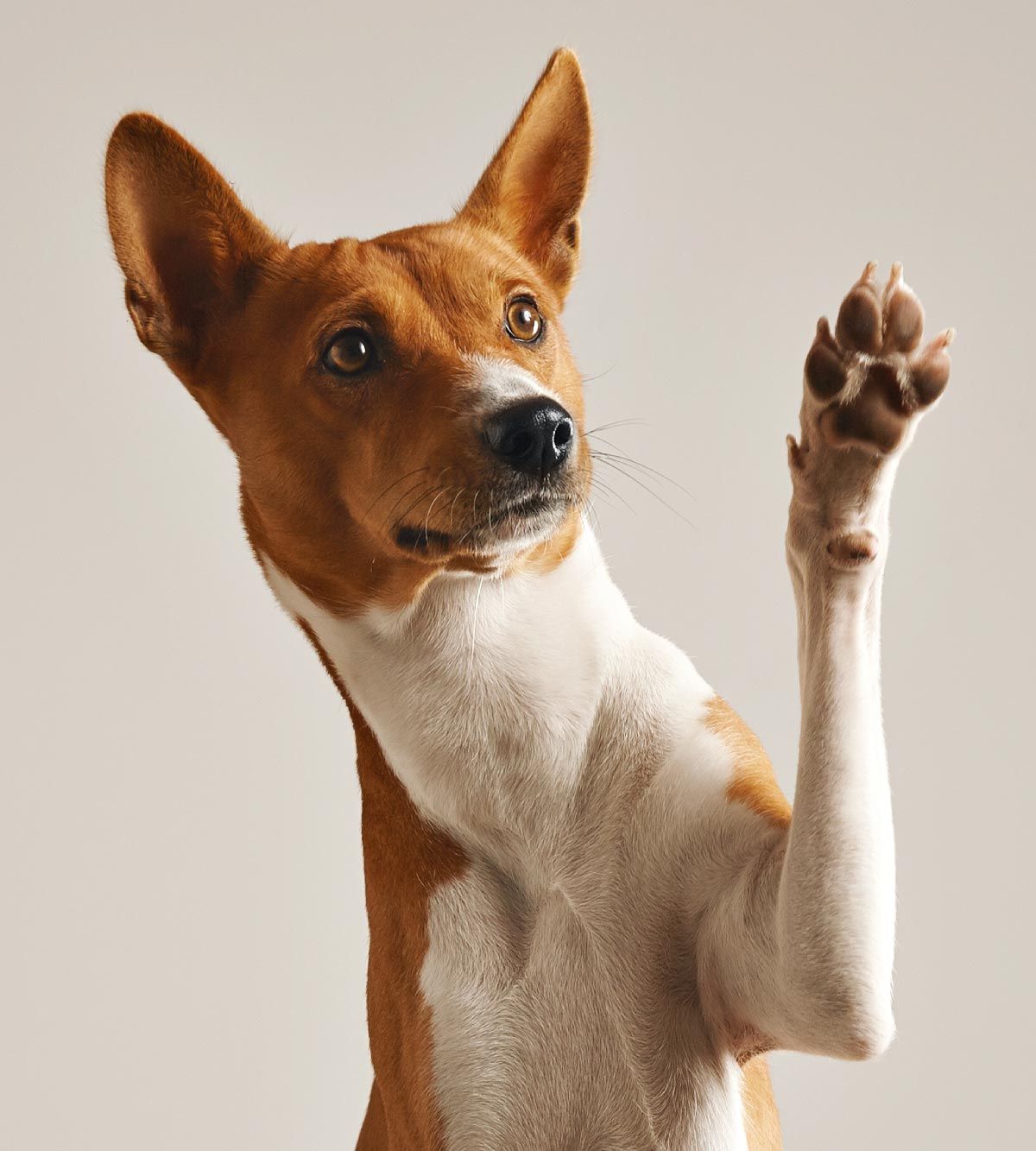 A team member with canine patients