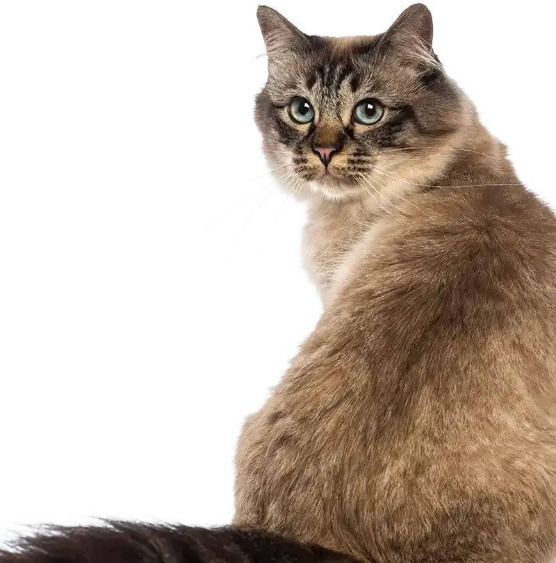 Longhaired cat sitting