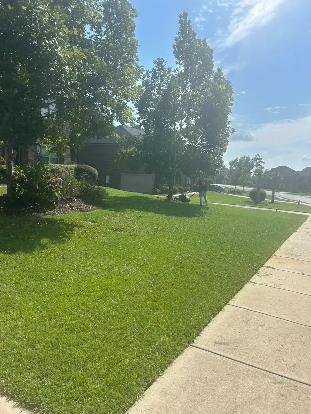 A person stands on a sunny, grassy front lawn near a sidewalk and trees in a residential neighborhood.