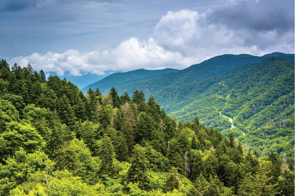 Newfound gap trail