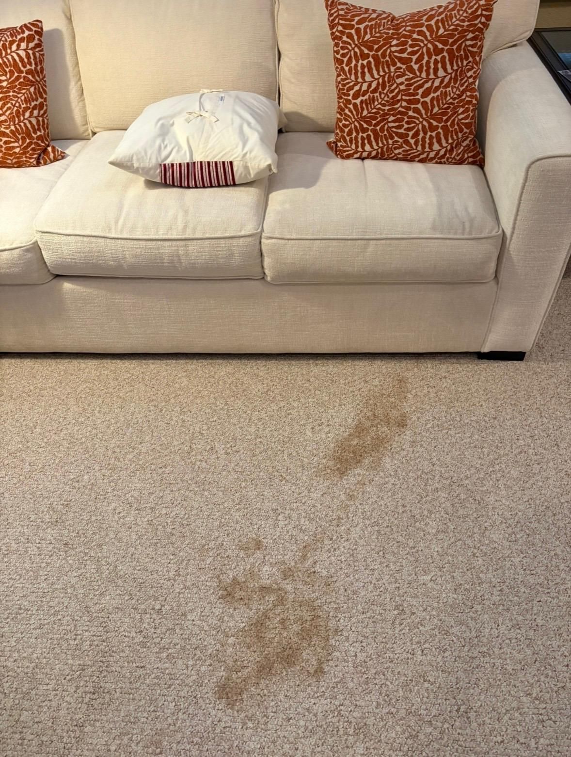 Carpet with brown stain in front of a beige sofa with orange patterned pillows and a white towel.