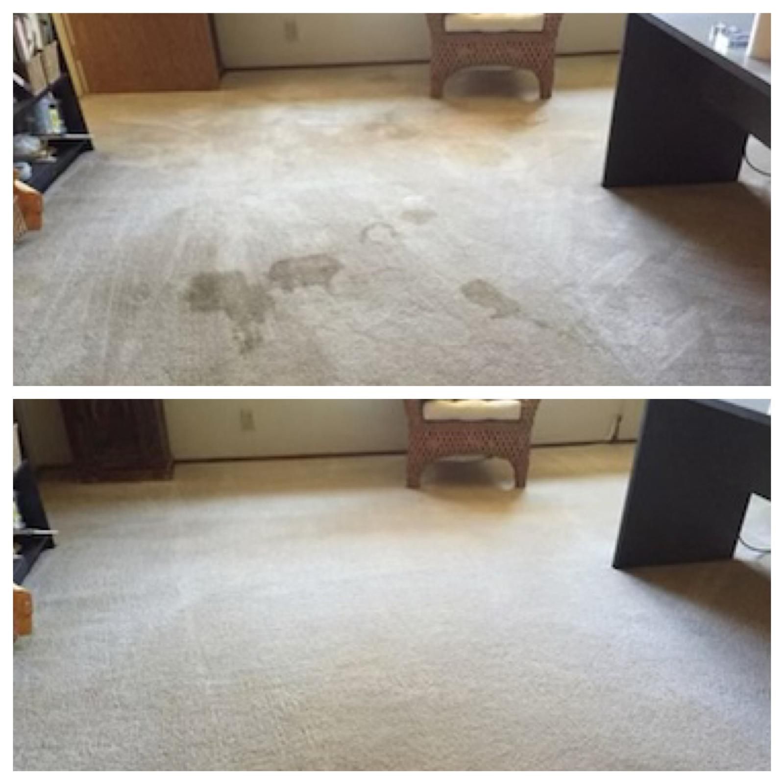 Before-and-after view of a beige carpet, showing stained floor cleaned in a room with furniture.