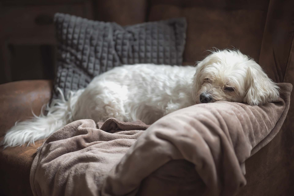 Ein kleiner weißer Hund liegt mit einer Decke auf einem Sofa.