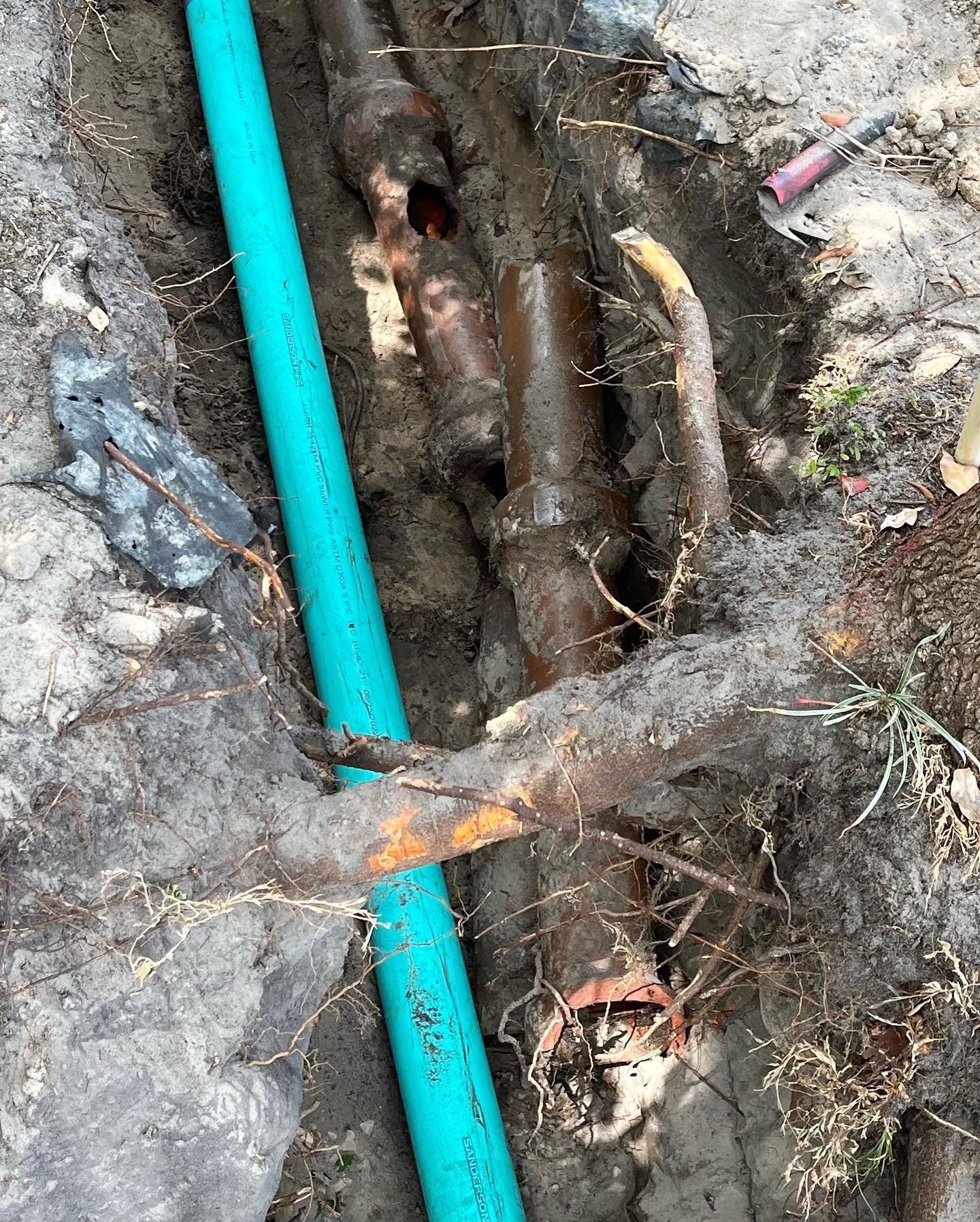 A trench containing a bright green PVC pipe next to a damaged, corroded metal sewer pipe entangled with tree roots.