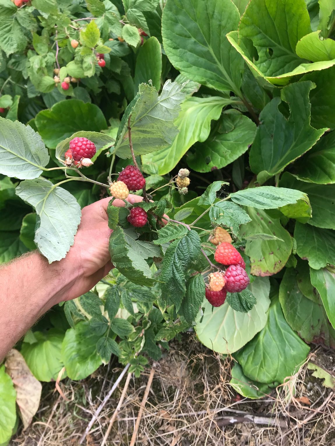 framboise essonne 