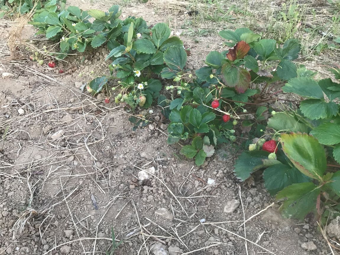 fraise essonne 