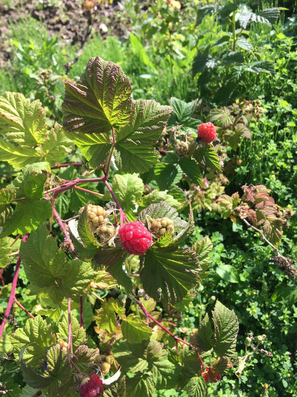 framboise