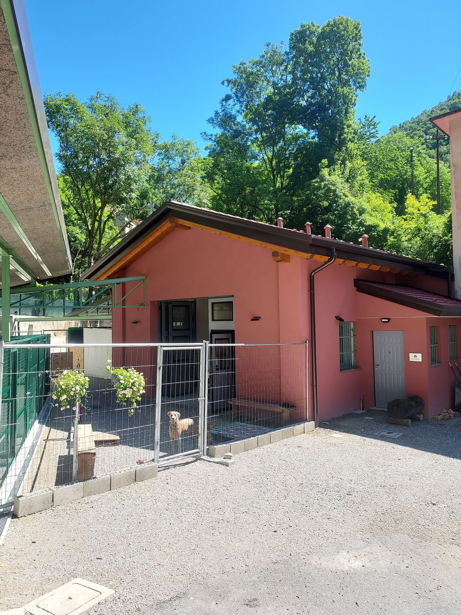asilo diurno per cani