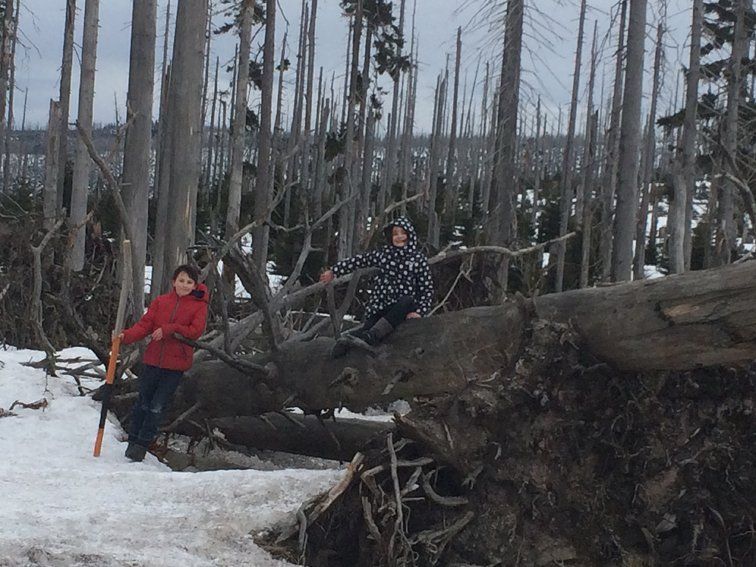 Two people on fallen tree among dead trees and patches of snow.