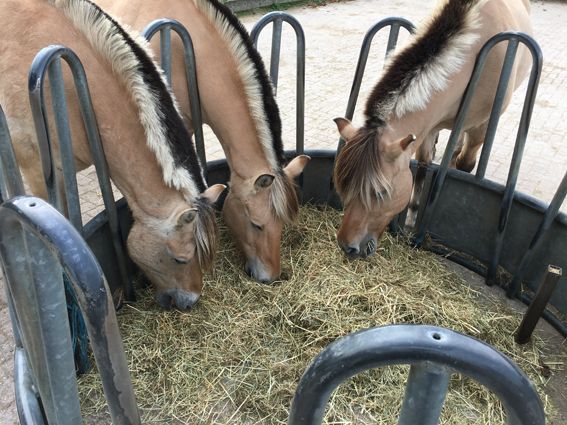 Three tan horses eating hay from a circular feeder, outdoors.