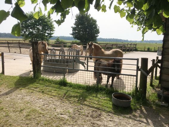 Horses in a fenced paddock. One is drinking from a trough. Trees and a field are in the background.