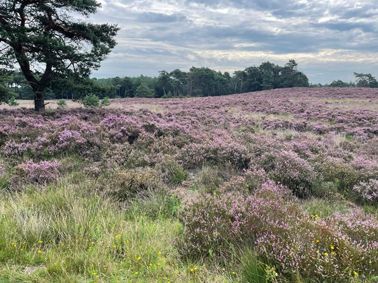 Purple heather blooms across a rolling landscape, under a cloudy sky.