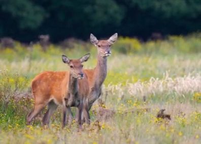 Two red deer stand in a grassy field.