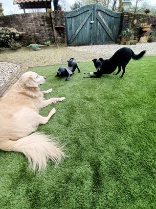 Afgesloten tuin voor uw hond.