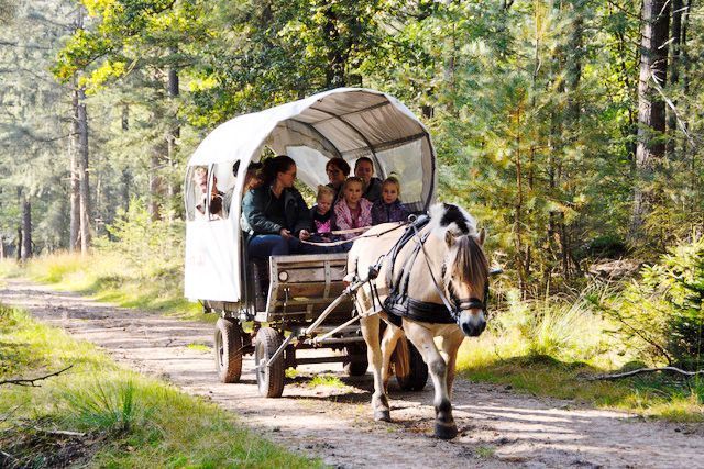 Horse-drawn wagon with people in a forest on a dirt road.