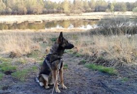 German Shepherd dog wearing a harness sits on a dirt path, overlooking a marshy landscape.