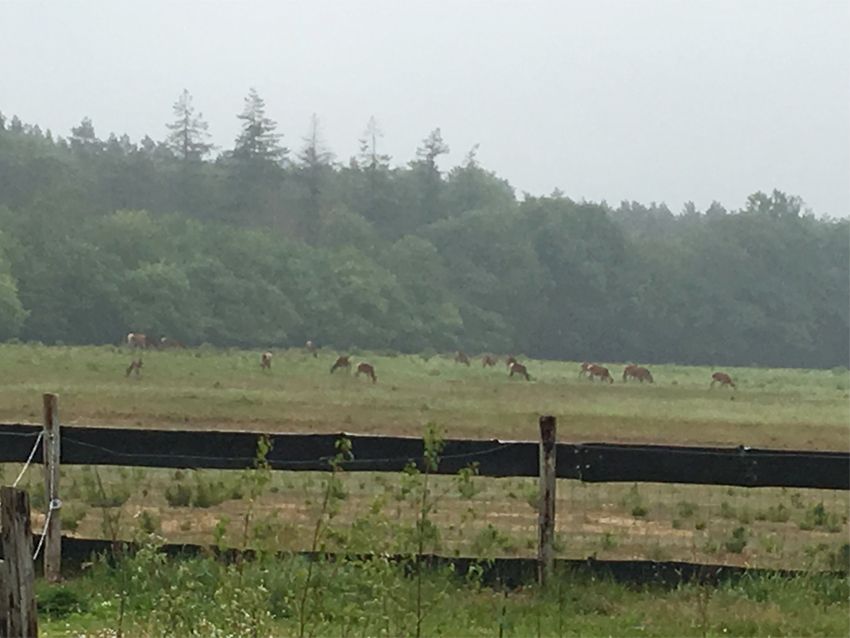 Deer graze in a grassy field, with a dark fence in the foreground and trees in the background under a hazy sky.