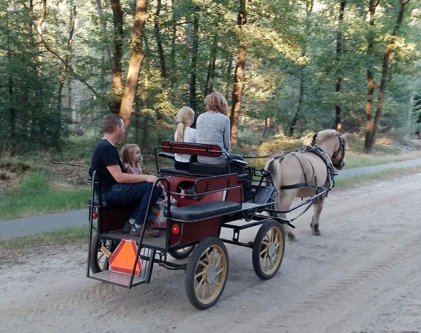 Family in a horse-drawn carriage on a dirt road in a forest.