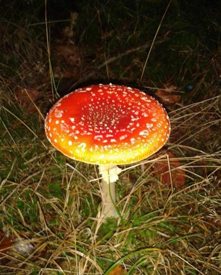 Red and white spotted mushroom in a grassy forest setting.