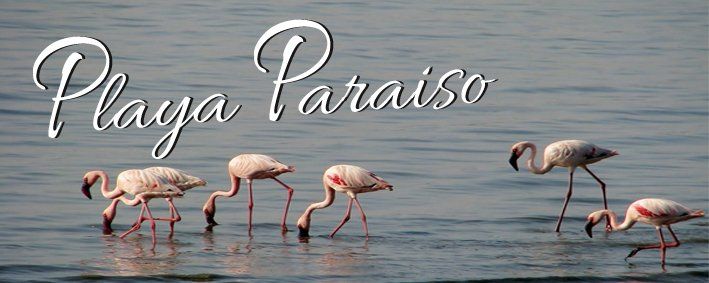 Flamingos in shallow water,