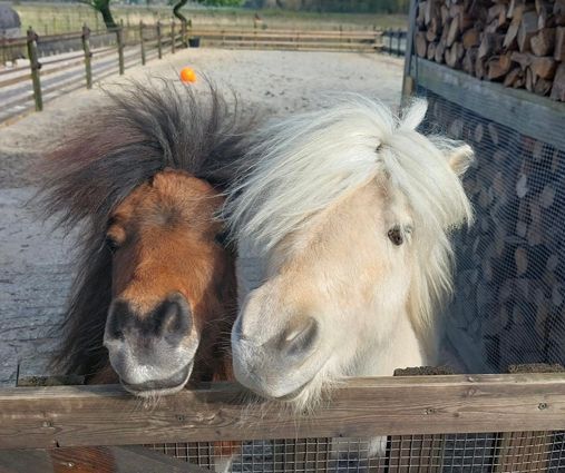 Two ponies with messy manes, brown and white, looking over a wooden fence.