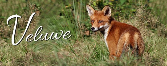 A fox in a grassy field with the word 