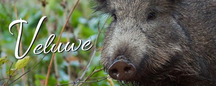 Close-up of a wild boar's face; text