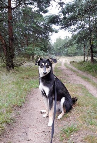 Dog with black and white fur sits on a dirt path in a forest, looking at the camera.