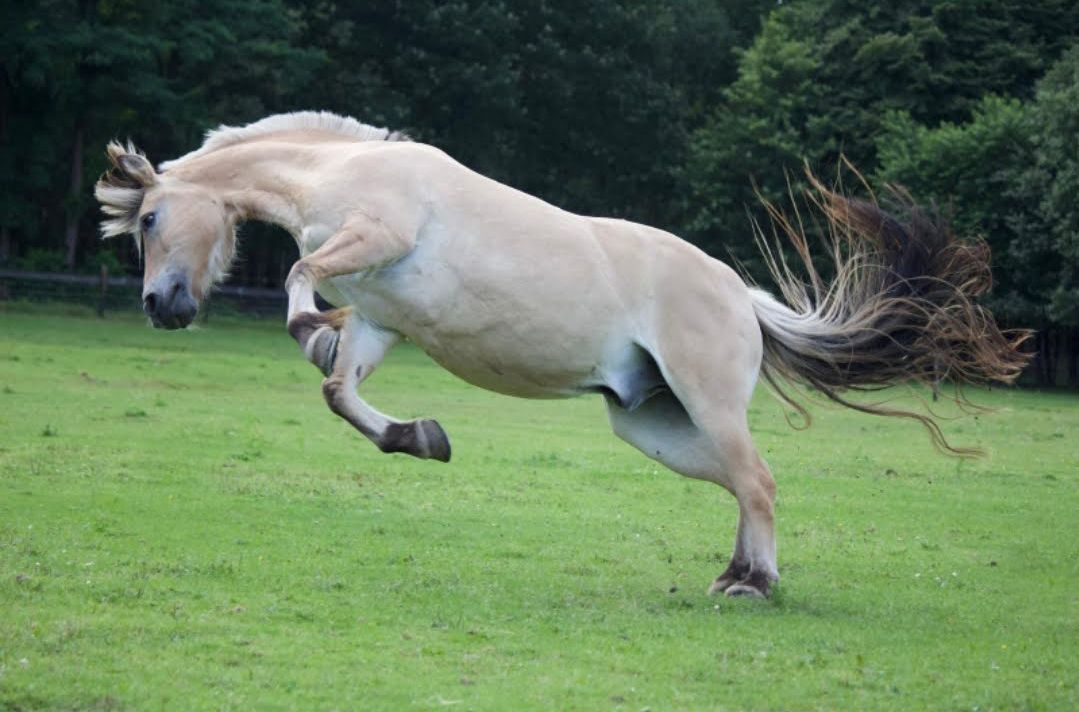 A light-colored horse bucks in a green grassy field with trees in the background.
