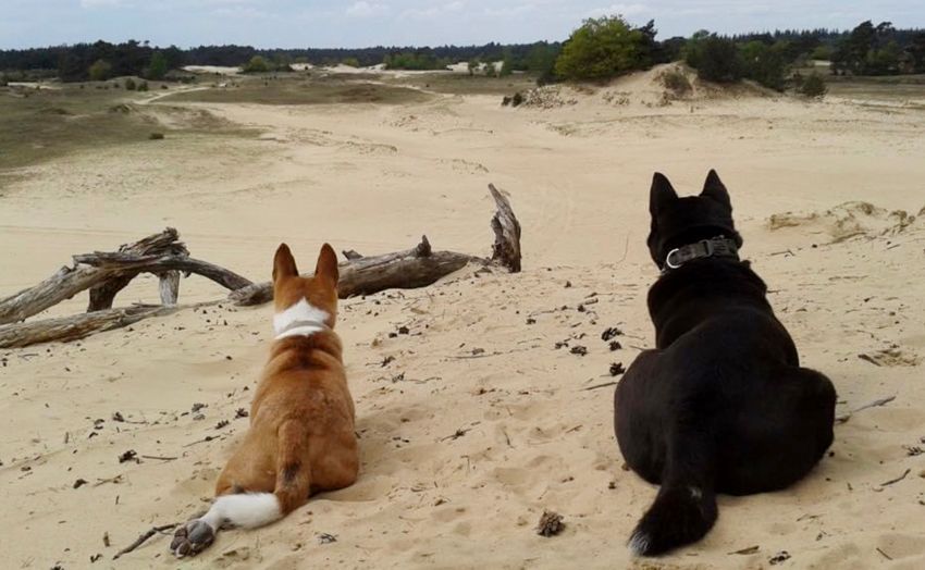 Two dogs sit on a sandy dune, gazing out at a desert landscape. One is black, the other is brown and white.