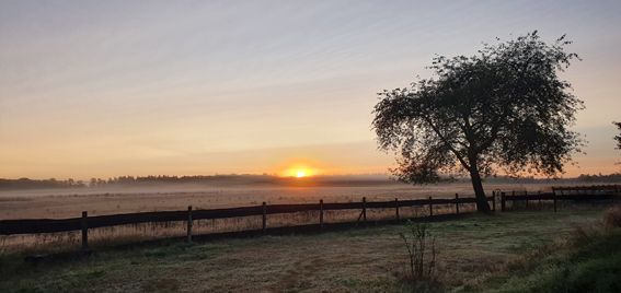 Sunrise over a foggy field, with a fence, tree, and golden sky.