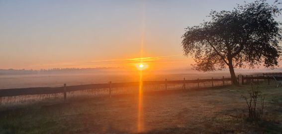 Sunrise over a field with a tree. Orange sky, golden sun, and a hazy horizon.
