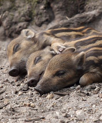 Three striped piglets sleeping on dirt.