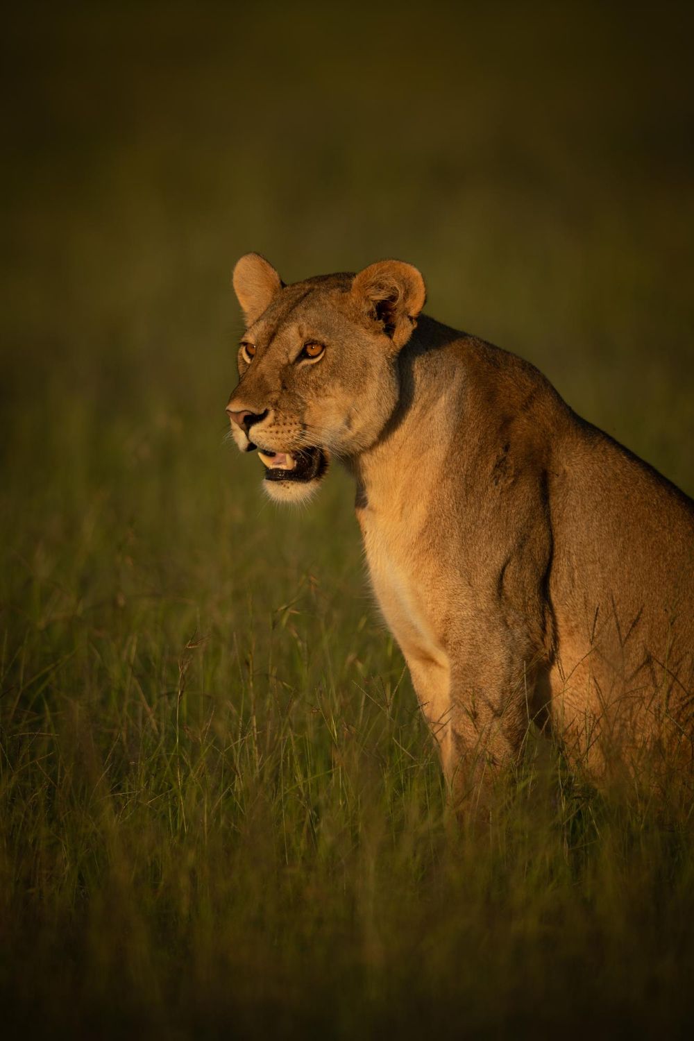 Lioness standing in tall grass at dusk, looking alert against a blurred green background