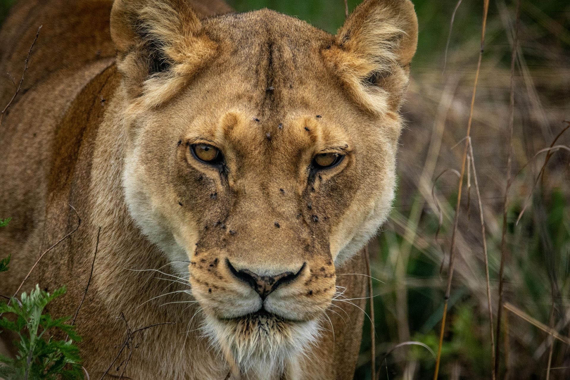 Lioness staring ahead in tall grass, with a tawny coat and alert expression