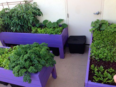 Backyard garden