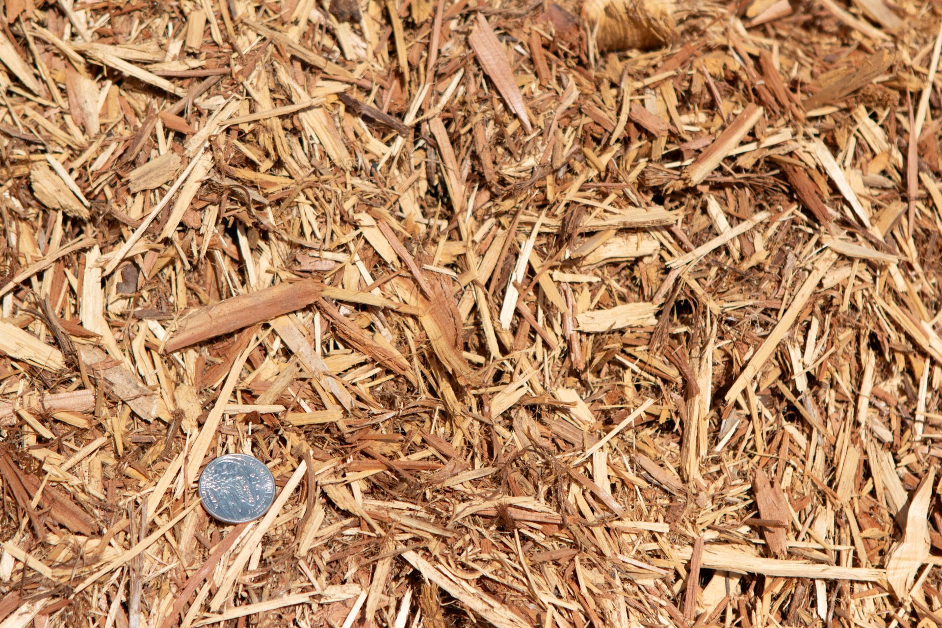 A pile of wood chips with a quarter in the middle.