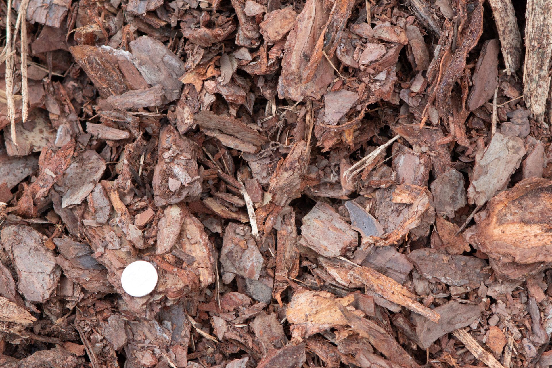 A pile of wood chips with a coin in the middle.