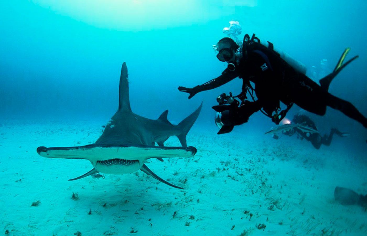 hammerhead shark and scuba diver
