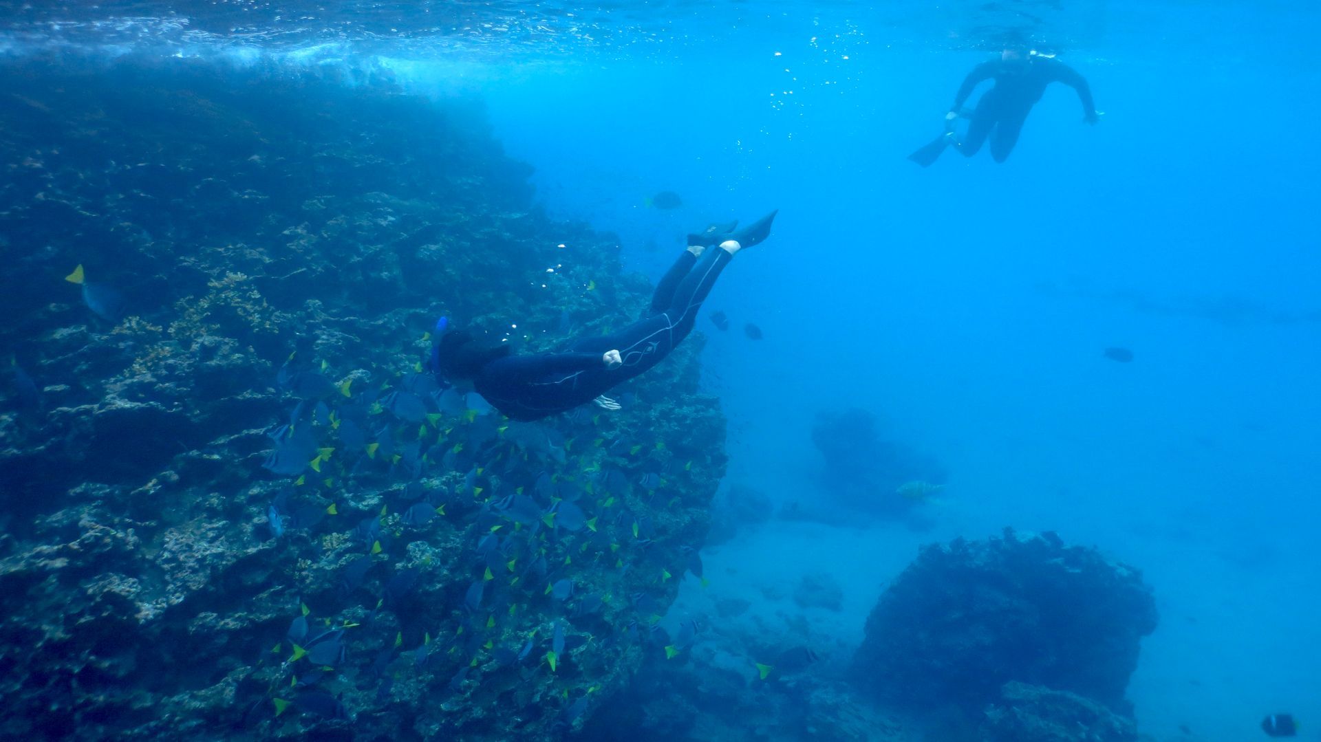 scuba divers