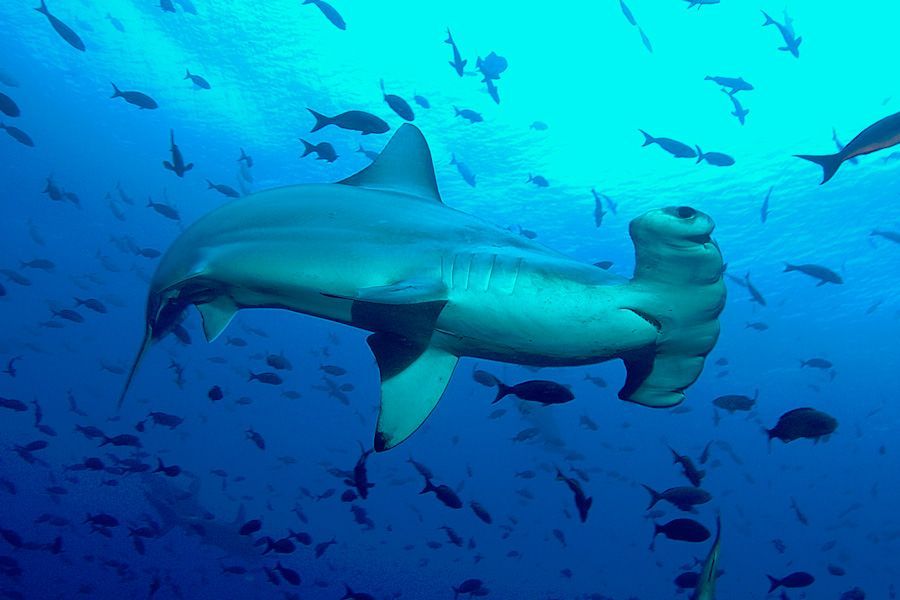 stingray with fish