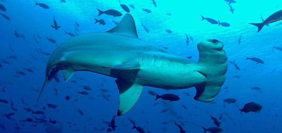 hammerhead shark